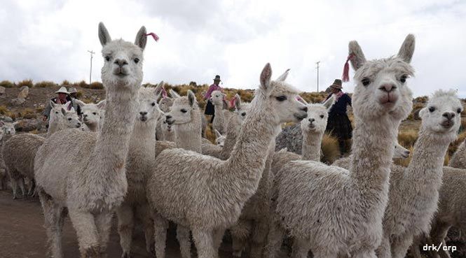 Alpakazüchter in Peru